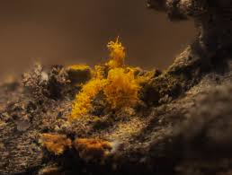 Attēlu rezultāti vaicājumam “Stemonitopsis typhina var. similis”