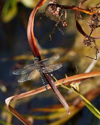 Attēlu rezultāti vaicājumam “Aeshna mixta female”