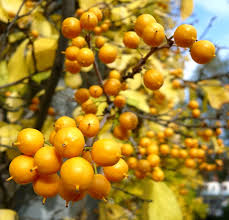 Attēlu rezultāti vaicājumam “Celastrus flagellaris”