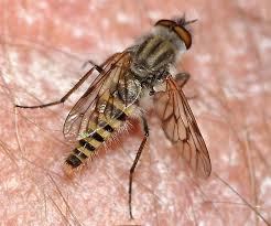 Attēlu rezultāti vaicājumam “Therevidae”