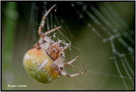 Attēlu rezultāti vaicājumam “Araneus quadratus male”