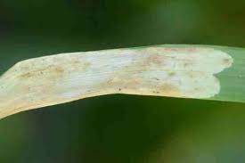 Attēlu rezultāti vaicājumam “Eilema griseola larva”