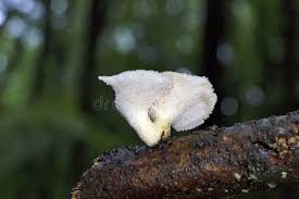 Attēlu rezultāti vaicājumam “Polyporus tuberaster”