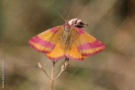 Attēlu rezultāti vaicājumam “Lythria cruentaria”