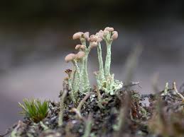 Attēlu rezultāti vaicājumam “Cladonia botrytes”