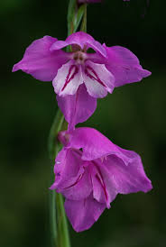Attēlu rezultāti vaicājumam “Gladiolus imbricatus”