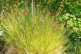 Attēlu rezultāti vaicājumam “Carex appropinquata”