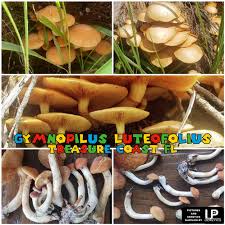 Attēlu rezultāti vaicājumam “Gymnopilus picreus”