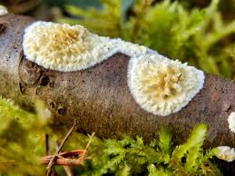 Attēlu rezultāti vaicājumam “Coniophora puteana”