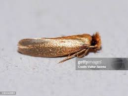 Attēlu rezultāti vaicājumam “Tineidae”