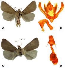 Attēlu rezultāti vaicājumam “Agrochola helvola”
