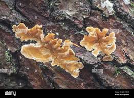 Attēlu rezultāti vaicājumam “Stereum hirsutum”