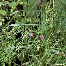 Attēlu rezultāti vaicājumam “Lathyrus palustris bud”