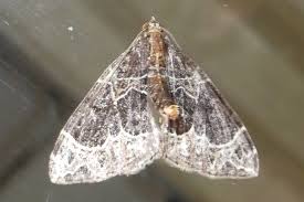 Attēlu rezultāti vaicājumam “Ecliptopera silaceata”