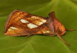 Attēlu rezultāti vaicājumam “Plusia festucae”