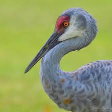 Image result for Grus canadensis