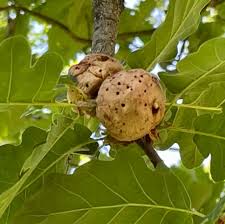 Attēlu rezultāti vaicājumam “Biorhiza pallida”