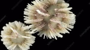 Attēlu rezultāti vaicājumam “Penicillium vulpinum”