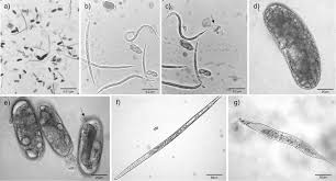 Attēlu rezultāti vaicājumam “Enteridium liceoides macro”