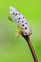 Attēlu rezultāti vaicājumam “Diastrophus rubi”