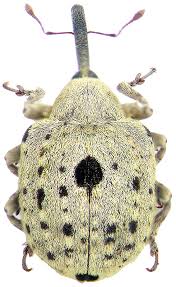 Attēlu rezultāti vaicājumam “Rhynchaenus lonicerae”