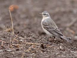 Image result for Anthus spinoletta