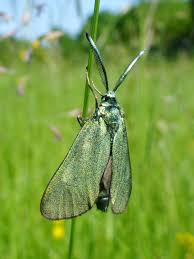 Attēlu rezultāti vaicājumam “Adscita statices”