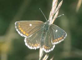 Attēlu rezultāti vaicājumam “Aricia artaxerxes”