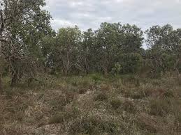 Attēlu rezultāti vaicājumam “Diderma rufostriatum young”