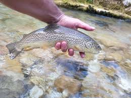 Image result for Salmo marmoratus