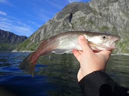 Image result for Merlangius merlangus