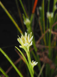 Attēlu rezultāti vaicājumam “Rhynchospora alba flower”
