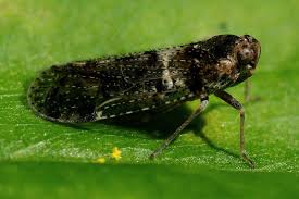 Attēlu rezultāti vaicājumam “Cixius sp.”