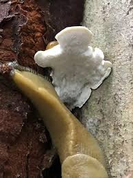 Attēlu rezultāti vaicājumam “Tyromyces chioneus”