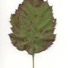 Attēlu rezultāti vaicājumam “Crataegus submollis flower”