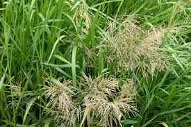 Attēlu rezultāti vaicājumam “Glyceria maxima”