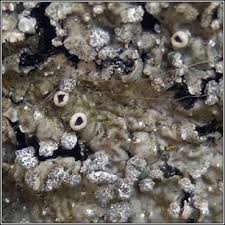 Attēlu rezultāti vaicājumam “Punctelia subrudecta”