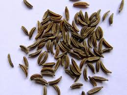 Image result for Carum carvi