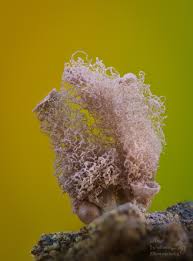 Attēlu rezultāti vaicājumam “Clastoderma debaryanum spores”