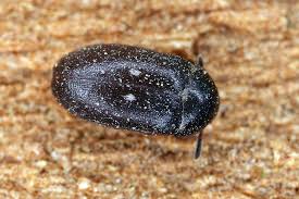 Attēlu rezultāti vaicājumam “Attagenus pellio”