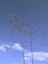 Attēlu rezultāti vaicājumam “Poa palustris”