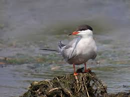Image result for Sterna hirundo