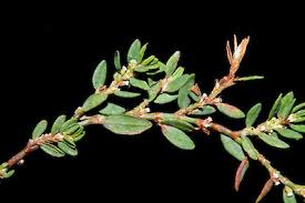 Attēlu rezultāti vaicājumam “Polygonum aviculare flower”