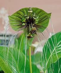Image result for Tacca chantrieri