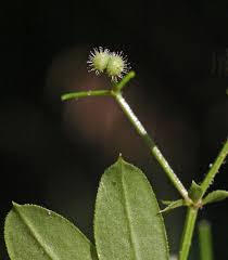 Attēlu rezultāti vaicājumam “Galium triflorum leaf”
