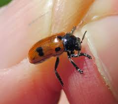 Attēlu rezultāti vaicājumam “Clytra quadripunctata”