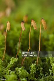 Attēlu rezultāti vaicājumam “Thamnobryum subserratum sporophyte”