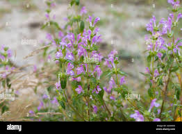 Attēlu rezultāti vaicājumam “Acinos arvensis leaf”
