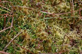 Attēlu rezultāti vaicājumam “Sphagnum angustifolium sporophyte”