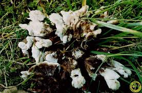 Attēlu rezultāti vaicājumam “Sebacina incrustans”